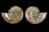 Agatized Ammonite Fossil - Madagascar #145916-1